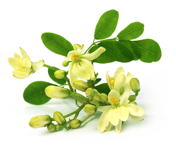 Moringa thumbnail